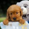 Image of Sugar, a Golden Retriever puppy