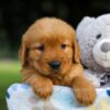 Image of Sugar, a Golden Retriever puppy