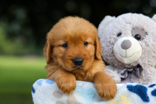 Image of Sugar, a Golden Retriever puppy
