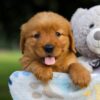 Image of Sugar, a Golden Retriever puppy