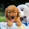 Image of Suzi, a Golden Retriever puppy