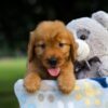 Image of Suzi, a Golden Retriever puppy
