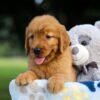 Image of Suzi, a Golden Retriever puppy