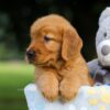 Image of Suzi, a Golden Retriever puppy