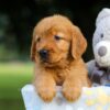 Image of Suzi, a Golden Retriever puppy