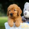 Image of Suzi, a Golden Retriever puppy