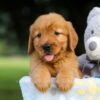 Image of Suzi, a Golden Retriever puppy