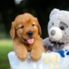 Image of Suzi, a Golden Retriever puppy