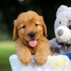 Image of Suzi, a Golden Retriever puppy