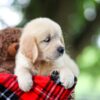 Image of Tammy, a Golden Retriever puppy