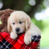 Image of Tammy, a Golden Retriever puppy