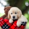 Image of Tammy, a Golden Retriever puppy