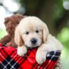 Image of Tammy, a Golden Retriever puppy