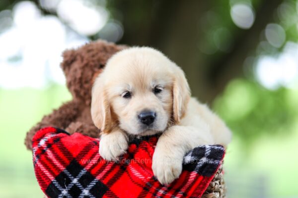 Image of Tammy, a Golden Retriever puppy