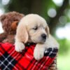 Image of Tammy, a Golden Retriever puppy
