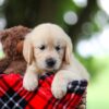 Image of Tammy, a Golden Retriever puppy