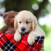 Image of Tammy, a Golden Retriever puppy