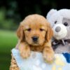 Image of Tammy, a Golden Retriever puppy