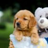 Image of Tammy, a Golden Retriever puppy
