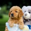 Image of Tammy, a Golden Retriever puppy