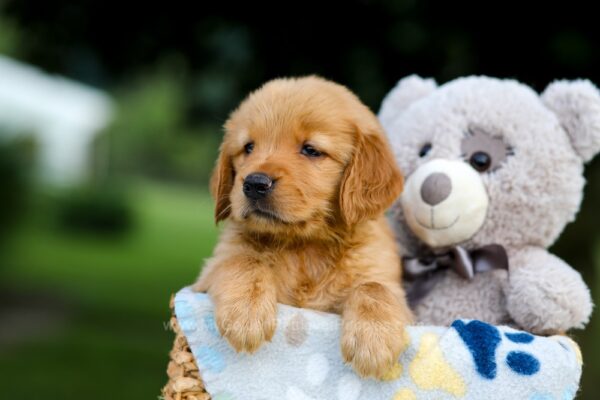Image of Tammy, a Golden Retriever puppy