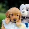 Image of Tammy, a Golden Retriever puppy