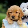 Image of Tammy, a Golden Retriever puppy