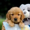 Image of Tammy, a Golden Retriever puppy
