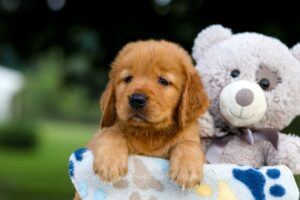 Image of Tank, a Golden Retriever puppy
