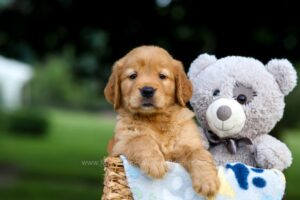 Image of Tara, a Golden Retriever puppy