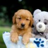 Image of Tate, a Golden Retriever puppy