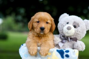Image of Tate, a Golden Retriever puppy