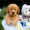 Image of Tate, a Golden Retriever puppy
