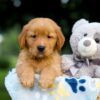 Image of Tate, a Golden Retriever puppy