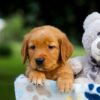 Image of Tiger, a Golden Retriever puppy