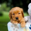 Image of Tiger, a Golden Retriever puppy