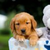 Image of Tiger, a Golden Retriever puppy