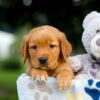 Image of Tiger, a Golden Retriever puppy