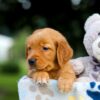 Image of Tiger, a Golden Retriever puppy
