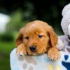 Image of Tiger, a Golden Retriever puppy