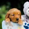 Image of Tiger, a Golden Retriever puppy