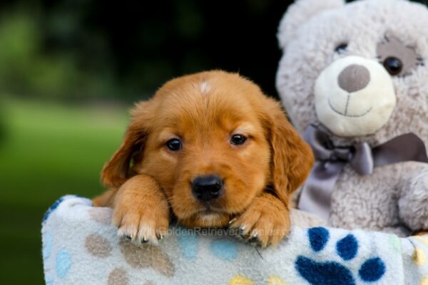 Image of Tiger, a Golden Retriever puppy