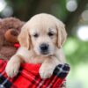 Image of Tina, a Golden Retriever puppy