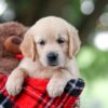 Image of Tina, a Golden Retriever puppy