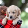 Image of Tina, a Golden Retriever puppy