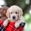 Image of Tina, a Golden Retriever puppy