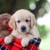 Image of Tina, a Golden Retriever puppy