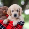 Image of Tina, a Golden Retriever puppy