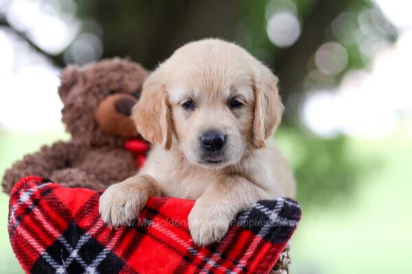 Image of Tina, a Golden Retriever puppy