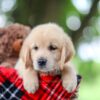 Image of Titus, a Golden Retriever puppy